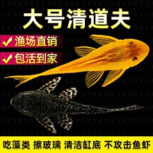 鱼缸清道夫清洁工除藻专吃屎垃圾粪便清理藻类残饵热带淡水观赏鱼