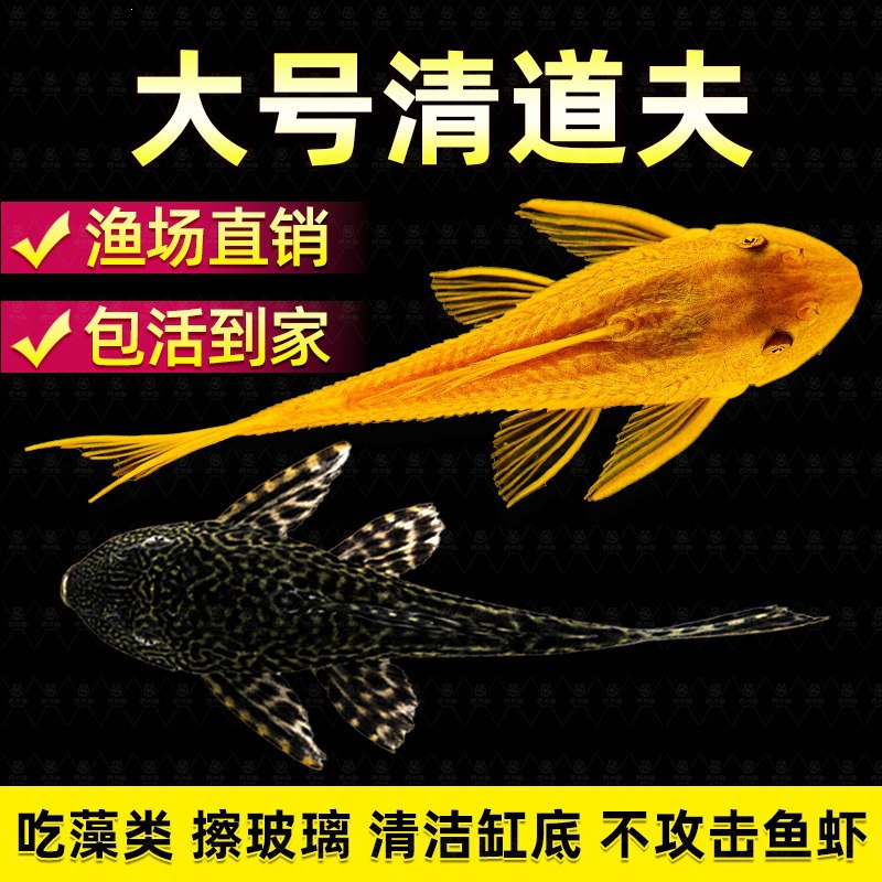 鱼缸清道夫清洁工除藻专吃屎垃圾粪便清理藻类残饵热带淡水观赏鱼