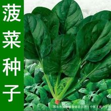 ~~ﶬ߲˷Nͺļ˷N̨Բ˷N