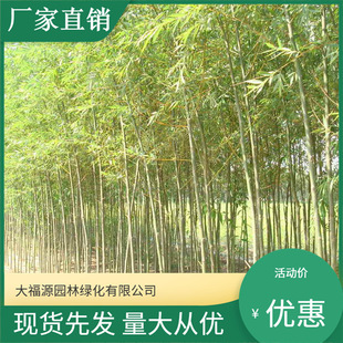 [Base Wholesale] Red Leaf Willow Engineering Greening Red Leaf Willow Seedlings Large Quantity, Excellent Price, Complete Specifications