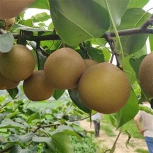 梨树果苗嫁接苗翠冠梨树丰水梨子树苖地栽当年结果梨树苗果树种植