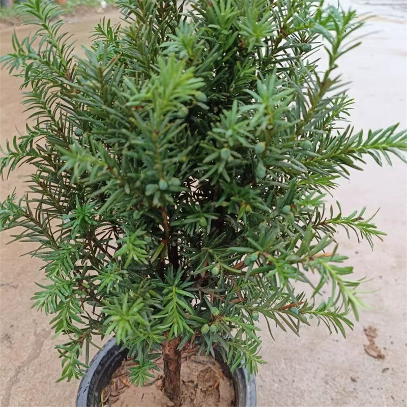 База оптом Mandia тисовые саженцы в горшках бонсай вилла двор зеленые растения в горшках вечнозеленые морозостойкие