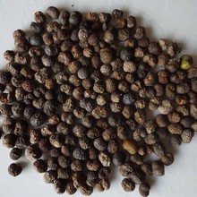 棕榈种子山棕树种子花卉林木树种子并榈唐棕榈种子棕树种子