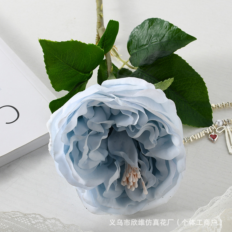奥斯汀玫瑰天蓝
