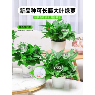 �G�}�����҃�ֲ�ﻨ�ܾGֲˮ���L�ٴ������~�G�j�·�����������ȩ