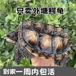 北美小鳄龟凶猛杂佛鳄北美杂佛小鳄龟苗活物小乌龟宠物鳄鱼龟幼苗