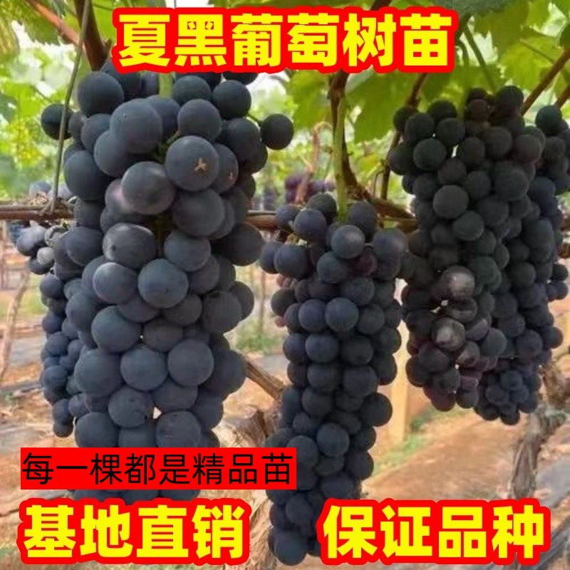 葡萄树苗无籽夏黑葡萄苗南方北方庭院种植阳台盆栽地栽爬藤葡萄苗