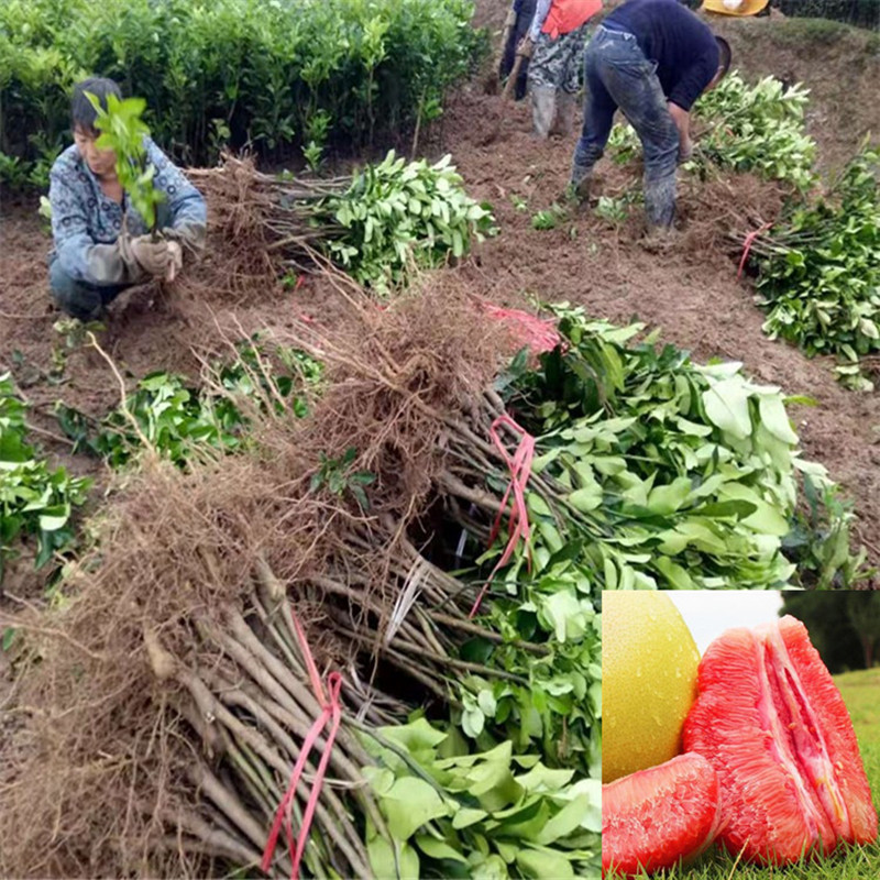 四川红心柚果苗批发采购价格 嫁接优质红心蜜柚三红柚果树苗批发