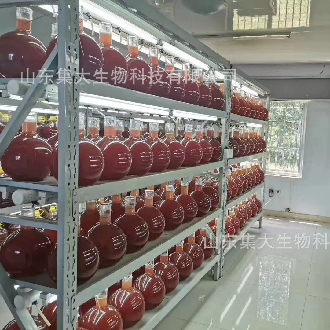 光合细菌液 光合细菌 沼泽红甲单胞菌 养水 调水 农业种植