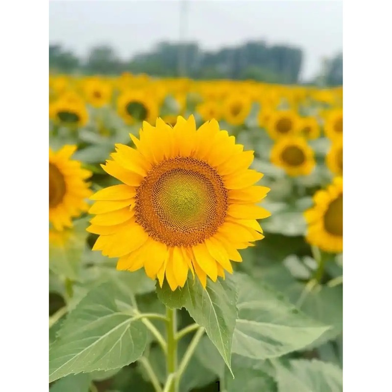 Semillas de girasol, semillas de flores de cuatro estaciones, jardín interior y exterior, balcón para ver semillas de flores ornamentales