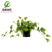 �羳��Ʒ�������G�}�辰�Ї��մɾG�}�~���W�Ƶ��L�Ҿ�����[��