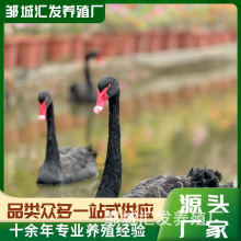 �����Z���wֱ�� ���N�����Z�^�p���� �����Z�Z��Ó�؝M�³���