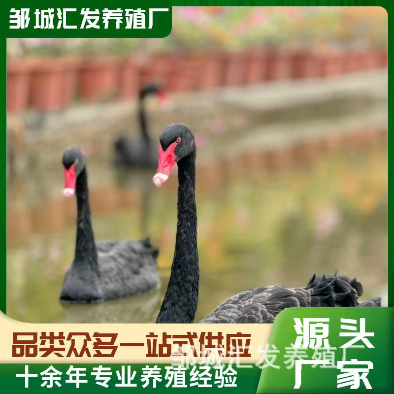 Живые черные лебеди в живописных местах, оптовая продажа цыплят черных лебедей, взрослые черные лебеди для продажи в живописных местах.