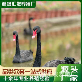特种养殖黑天鹅直售 黑天鹅幼苗成年观赏 ，一对繁殖种苗