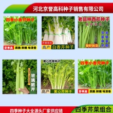 厂家原装彩色包装芹菜种子四季小香芹白芹根芹实芹空芹黄心芹