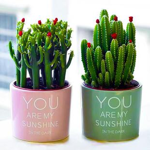 Fortune-Attracting Succulent Green Plant Cactus Indoor Wealth-Attracting Stick Potted Plant, Ten Thousand Mountains Coral Stick Money Tree Flower Plant