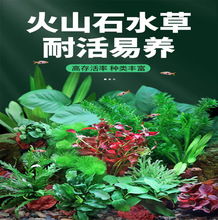 �~���쾰�ײ����ˮ�ų�ľ���w��ˮ������ſ�ذ����鵭ˮ�o��ֲ��