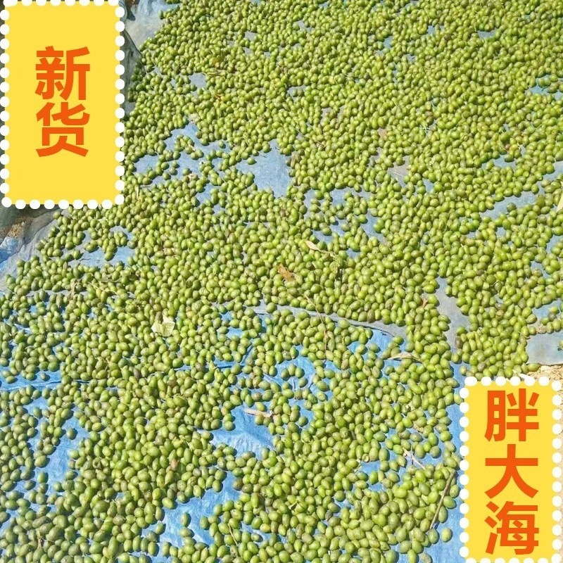 Fat Sea Seed Pang Da Hai 50g Dried Sterculia Seed for Throat-Soothing Herbal Tea Autumn Winter Wellness in use
