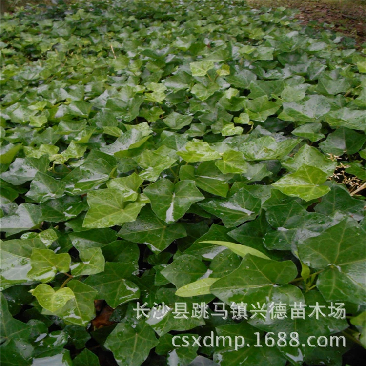 Оптовые поставки вьющихся растений, парковых вилл, четырехсезонных плющевых растений, саженцев для зеленения