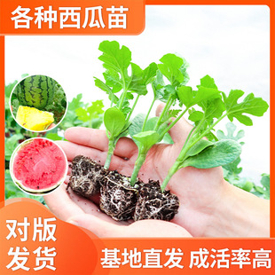 8424��������������޽Ӻ�Ƥ�Нh�o�������������Ե����Ϸ��̨