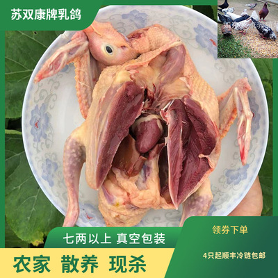 Оптовая марка Su Shuangkang замороженные голубь мясные фермеры и фермерские дома отражают голуби мясных голубей свежие голубые голубы