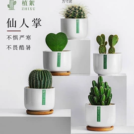 仿真花;盆栽;狗狗窝/笼/垫