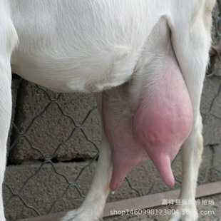 �߮a��ɽ����ʲôƷ�N �_����ɽ�� ��ɽ���Bֳ�� ��ɽ���ɽ��