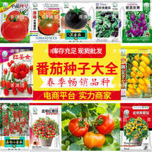 批发中蔬四号蔬菜种子大番茄阳台盆栽果蔬庭院种植菜籽西红柿种子