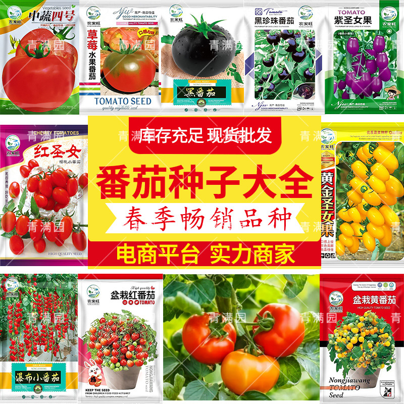 批发中蔬四号蔬菜种子大番茄阳台盆栽果蔬庭院种植菜籽西红柿种子