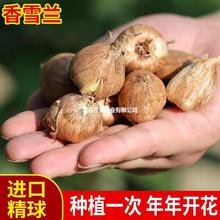 批发重瓣香雪兰种球代发小苍兰四季阳台盆栽晚香玉种果原籽菩提