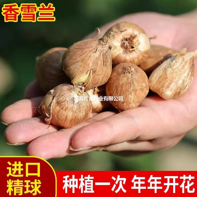 Оптовая Продажа с двойным лепестком Xiangxuan ball Generation freesia Four Seasons балкон горшечные фрукты тубероза оригинальные семена Бодхи