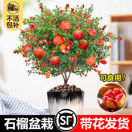 石榴花盆栽带花观赏果树苗室内客厅盆景四季开花庭院植物花卉好养