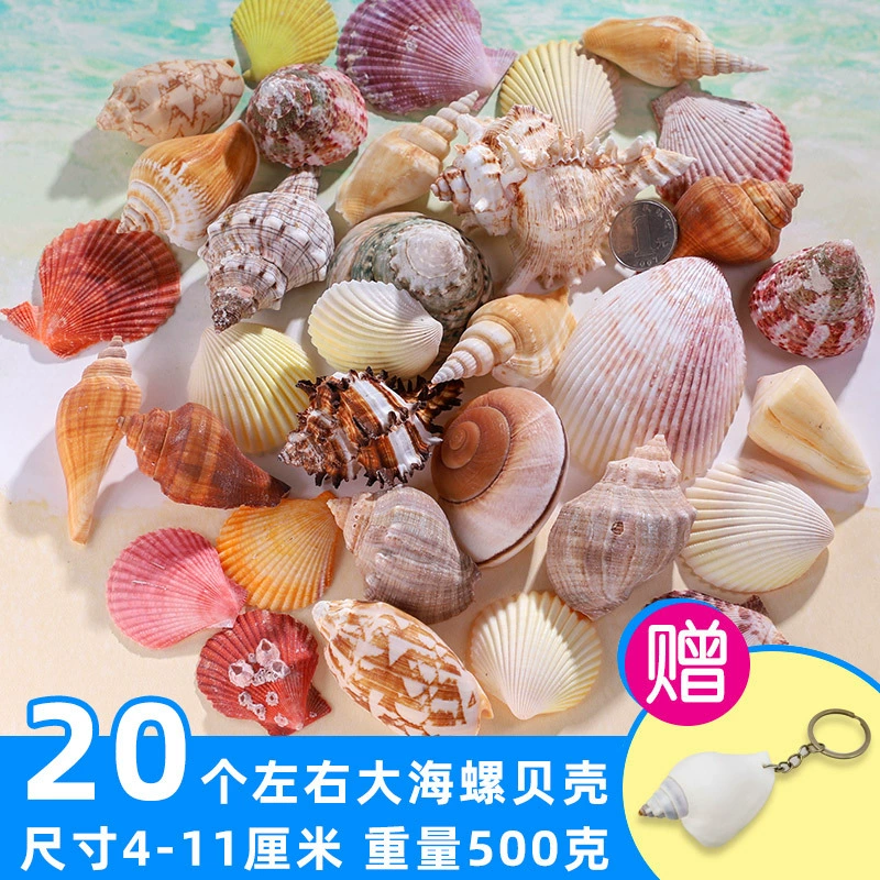 Organic aquarium with shells, aquarium decor, sample handmade