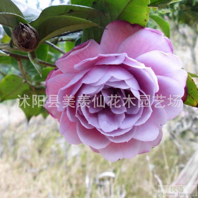 Las plantas en macetas de semillas de camelia se pueden sembrar en cuatro estaciones, 24 colores opcionales, 5 rosas Sai