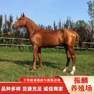 �����Ю��������б��^�õ��B�R�� ��ɽ�^��Ӗ�õİ�Ѫ�R�����X