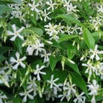 供应植物茉莉净油 Jasmine absolute,CAS:8022-96-6 茉莉油