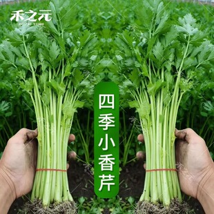 �ļ�С���۷N�Ӵ�ȫ�۲���N�������۲˷N�Ӽ�������߲˷N���r��