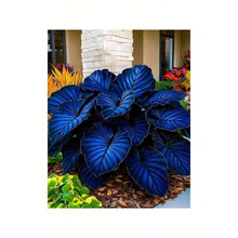 C 82924 Bulk Wholesale Available ���Q�羳؛Դ�¿�