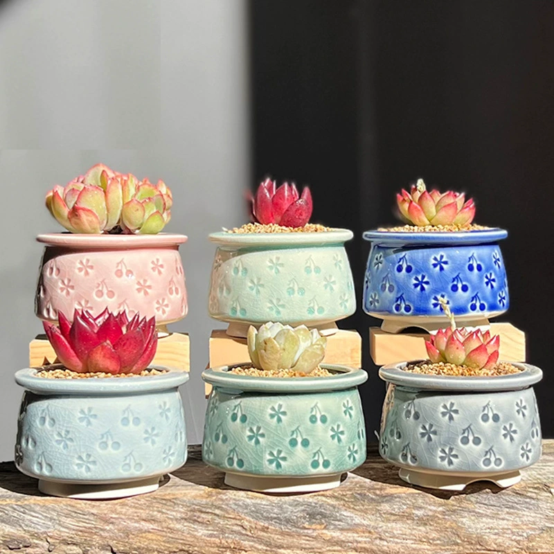 Мясистый горшок с цветочным горшком с ледяным трещинным глазурью