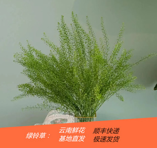 Green Spirit Grass with Grass Yunnan Kunming Wholesale Group Purchase of Fresh Leaf Grass Supply Wedding Flower Shop Stall