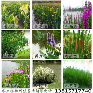 Yellow Calamus, Aquatic Plants, Canna, River Greening, Yellow Flower Iris Seedlings, Umbrella Grass, Reed, Bamboo, Hydroponic Landscaping