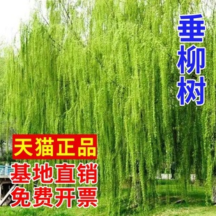 ������������S��������ֱ�����繫�@�G���е����L�����������ľ
