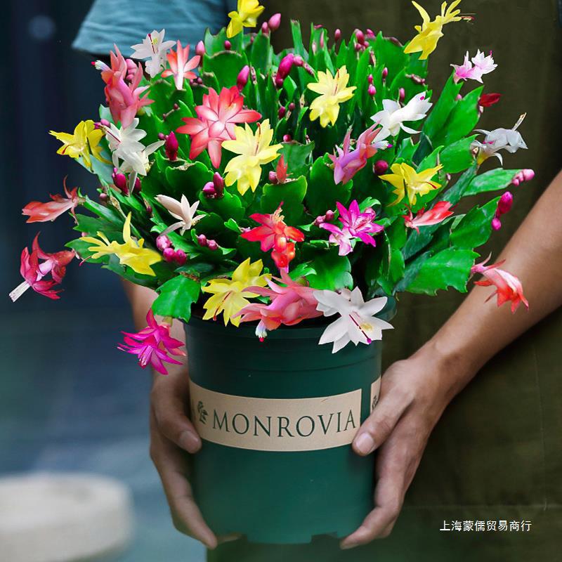 多色蟹爪兰花苗盆栽带花苞四季开花重瓣螃蟹抓莲好养易活室内花卉