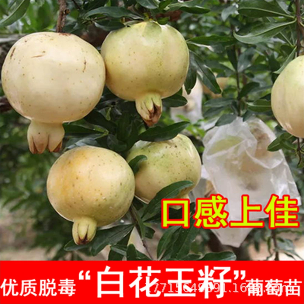 Белый нефрит красный руи мягкий саженец граната очень морозостойкий саженец граната