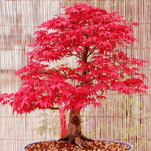 �t��õ�廨�N�ļ��׷N���_�������҃��������̨����ͥԺ�^�~ֲ��