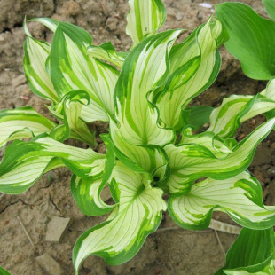 Base Wholesale Florals and Green Plants, Flower Leaves and Hosta Flower Seedlings, Courtyard Plants, Indoor Potted Flower Beds, Flower Leaves and Hosta Flower Seedlings