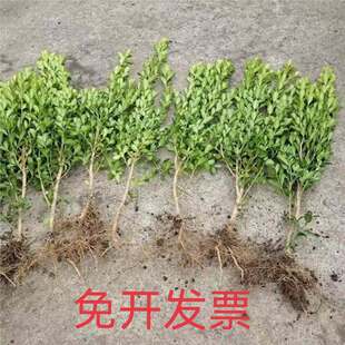 �S���������S����編�������ļ�����h�ʈ@�և���ͥԺ�G������