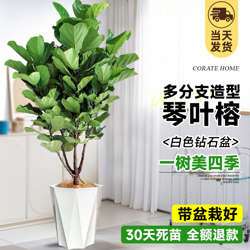 [초대형 및 다중 가지] 무료 갈색 실크! 스타일링 Qunye Rong 1.5- 2m (화이트 다이아몬드