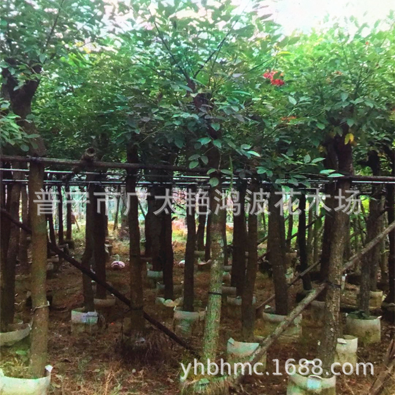 广东树苗鸡冠刺桐鸡冠刺桐乔木移植苗广东鸡冠刺桐苗场绿化树苗