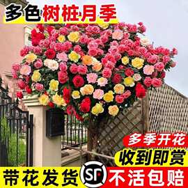 特大树状树桩月季老桩多季开花卉盆栽庭院室外花园植物棒棒糖月季